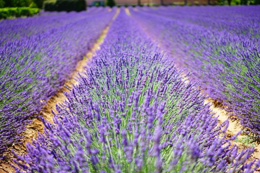 Provence France - Expert Review & Guide
