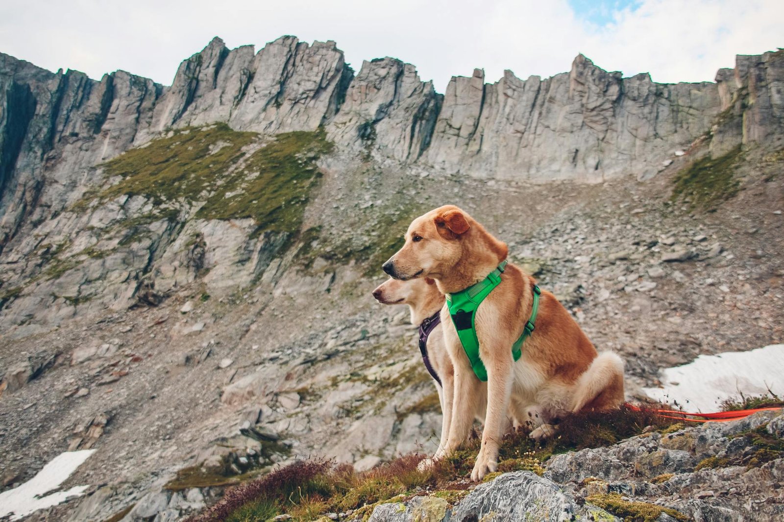 Ruffwear Review 2026: The Definitive Guide