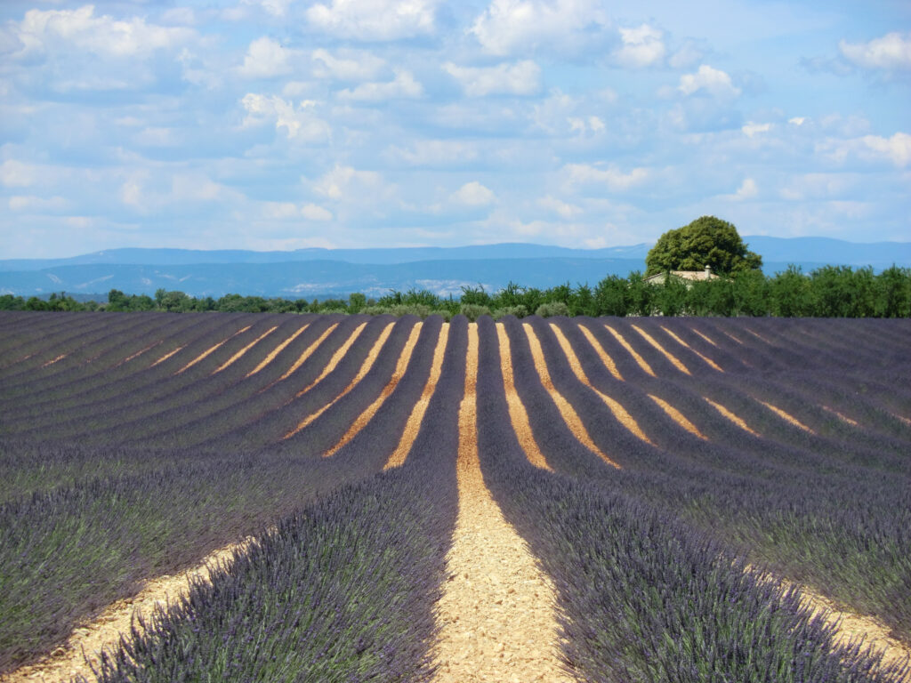 Rows of lavender in a field near Valensole in Provence