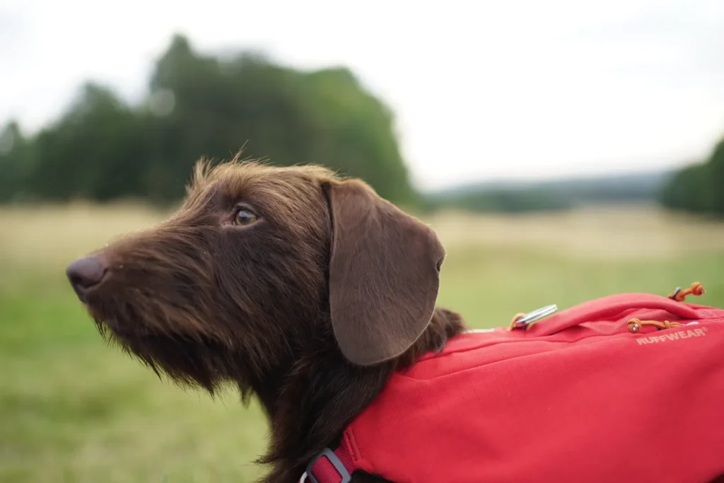 A brown dog wearing a red pack with a clearly visible Ruffwear label