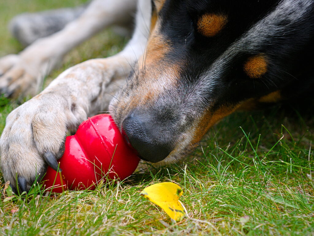 A dog holding a red KONG rubber toy on grass